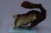 白面鼯鼠藏品圖，第6張